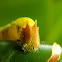Opsiphanes caterpillar