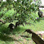 Wild turkey