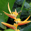 Bird of Paradise