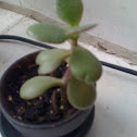 Money plant