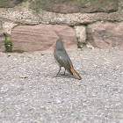 Rougequeue noir (Black Redstart)