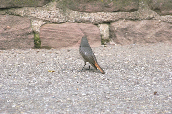 Spotting Image 1