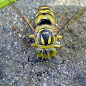 Yellowjacket