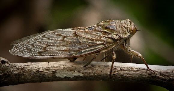 Spotting Image 1