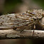 Cicada
