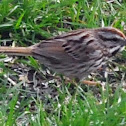 Song Sparrow