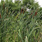 Typha