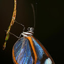 Oleria Clearwing