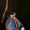 Oleria Clearwing