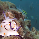 Nudibranch