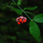 Strawberry Bush