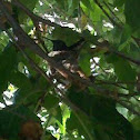 HUMMING BIRD