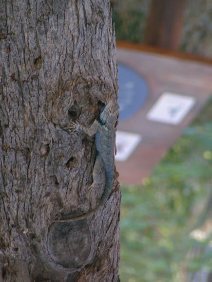 Spotting Image 1