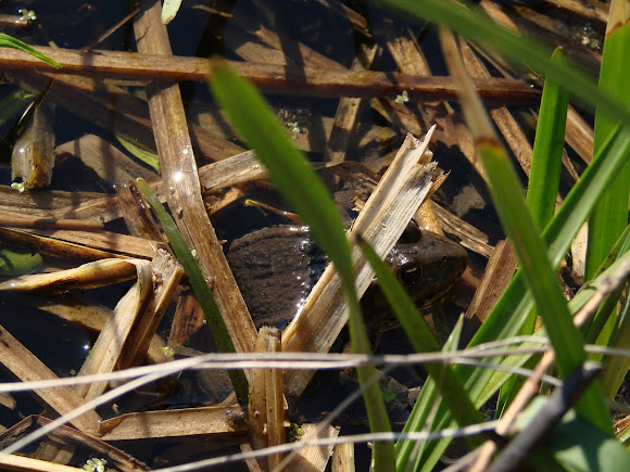 Spotting Image 1
