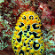 Nudibranch
