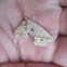 Unknown Geometrid