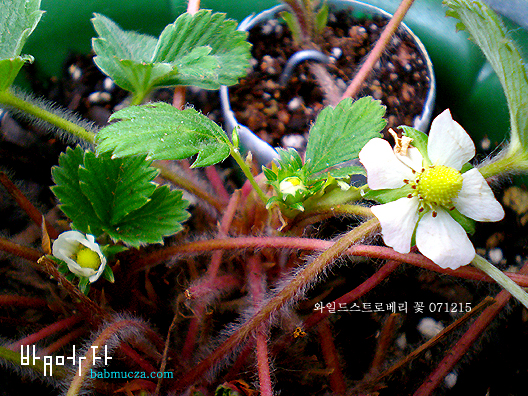 와일드스트로베리