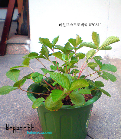 와일드스트로베리