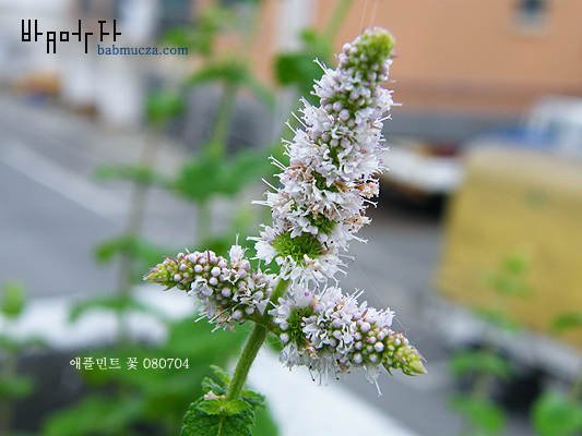애플민트 꽃