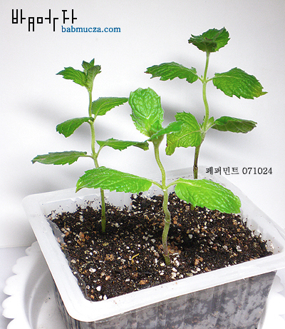 페퍼민트