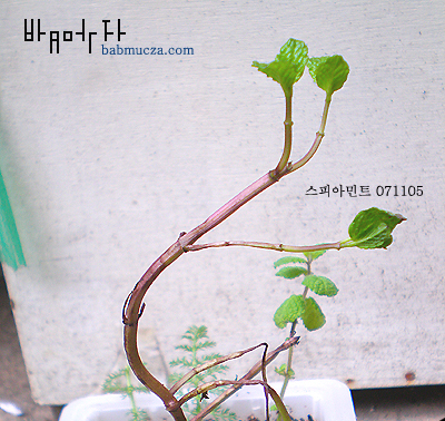 스피아민트