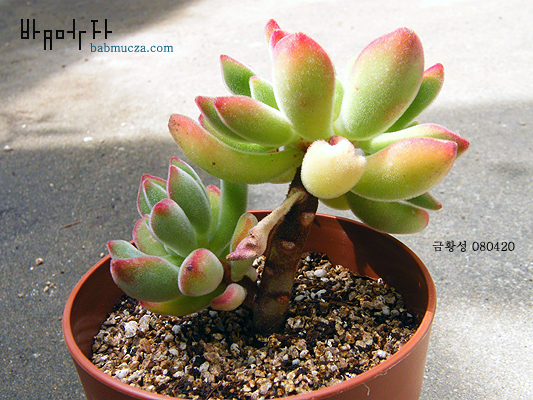 금황성