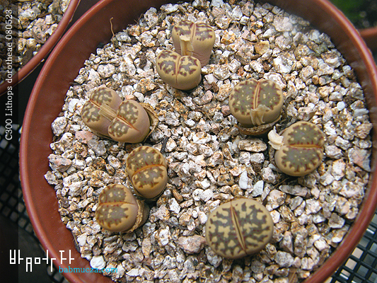 C300 Lithops dorotheae