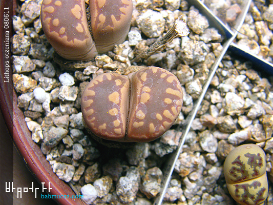 Lithops otzeniana
