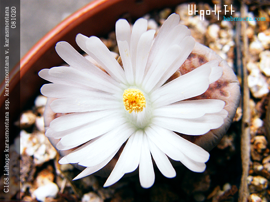 C168 Lithops karasmontana