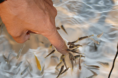 ツンツン魚