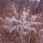 Goldenrod