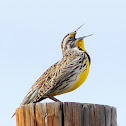 Western Meadowlark