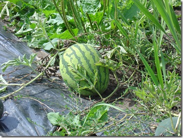 A Watermelon Close Up