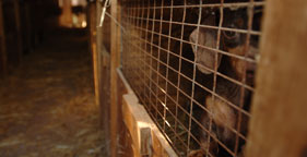 puppymill.jpg