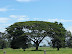 Samán al borde de la carretera Samán al borde de la carretera