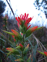 Vegetación del parque