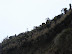 Frailejones en una ladera del parque