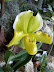 Exposición Orquídeas 2005