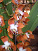 Exposición Orquídeas 2005 Exposición Orquídeas 2005