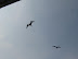 Aves marinas en Gorgona