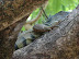 Parque de Las Iguanas