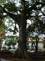 Ceiba de San Gil Ceiba de San Gil