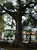 Ceiba de San Gil Ceiba de San Gil