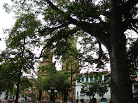 Ceiba de San Gil Ceiba de San Gil