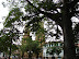 Ceiba de San Gil Ceiba de San Gil