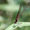 American Rubyspot