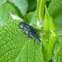 Broad-nosed weevils mating