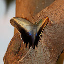 Owl butterfly