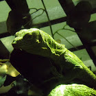 Emerald Tree Monitor