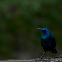 Greater Blue-eared Glossy Starling